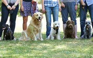 Dog Obedience Class